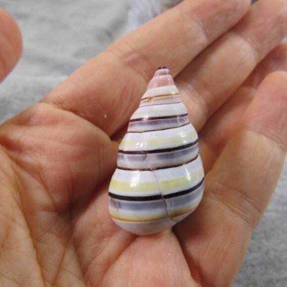 REAL Sea Shells in a Glass Square Vase and sand #10 Larger - Picture 9 of 13